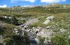 Heliothis ononis: Larval habitat (Switzerland, south side of Simplon, August 2007) [N]