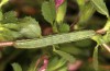 Heliothis ononis: Larva in the last instar (e.o. Switzerland, south side of Simplon, 2000m, female on 16. July 2024) [S]