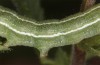 Heliothis ononis: Larva in the last instar (e.o. Switzerland, south side of Simplon, 2000m, female on 16. July 2024) [S]