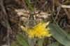 Heliothis ononis: Female (French Alps, Les Écrins, 17. June 2017) [N]