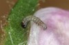 Heliothis ononis: Larva in the first instar (e.o. Switzerland, south side of Simplon, 2000m, female on 16. July 2024) [S]