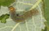 Orthosia opima: Larva (breeding photo 2013) [S]