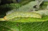 Orthosia opima: Half grown larva (breeding photo 2013) [S]