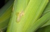 Oxytripia orbiculosa: Feeding scar of a young larva (breeding photo 2017, material from Croatia) [S]