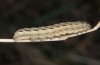 Noctua orbona: Larva (e.l. rearing, Germany, Brandenburg, Nuthe-Urstromtal, vicinity of Heidehof-Golmberg, late March 2016) [S]