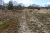Noctua orbona: Larval habitat in a sandy nutrient-poor grassland (Germany, Brandenburg, Nuthe-Urstromtal, vicinity of Heidehof-Golmberg, late March 2016) [N]