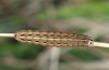 Noctua orbona: Half-grown larva (Germany, Brandenburg, Nuthe-Urstromtal, vicinity of Heidehof-Golmberg, late March 2016) [M]