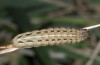 Noctua orbona: Half-grown larva (Germany, Brandenburg, Nuthe-Urstromtal, vicinity of Heidehof-Golmberg, late March 2016) [M]