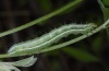 Thysanoplusia orichalcea: Raupe (La Gomera, Februar 2013) [N]