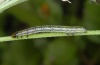 Thysanoplusia orichalcea: Jungraupe (La Gomera, Februar 2013) [M]
