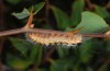 Acronicta orientalis: Raupe im vorletzten Stadium (Nordgriechenland, Askion-Gebirge bei Siatista, Ende Juni 2013) [N]