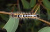 Acronicta orientalis: Larva in penultimate instar (Askio mountains near Siatista, N-Greece, late June 2013) [N]