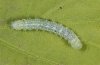 Lithophane ornitopus: Half-grown larva (eastern Swabian Alb) [M]