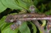 Allophyes oxyacanthae: Larva (eastern Swabian Alb, Southern Germany) [M]