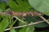 Allophyes oxyacanthae: Larva (eastern Swabian Alb, Southern Germany) [S]