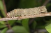 Allophyes oxyacanthae: Larva [S]