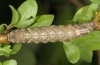 Allophyes oxyacanthae: Larva [S]