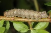 Allophyes oxyacanthae: Larva [S]