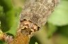 Allophyes oxyacanthae: Larva [S]