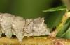 Allophyes oxyacanthae: Larva [S]