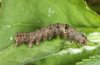 Allophyes oxyacanthae: Half-grown larva (eastern Swabian Alb, Southern Germany, early May 2010) [S]