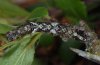 Allophyes oxyacanthae: Larva (eastern Swabian Alb, Southern Germany) [S]