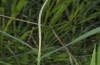 Arenostola phragmitidis: Feeding pattern on reed (NE-Germany 2013) [N]