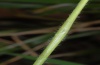 Mesapamea pinkeri: The larva in the blade causes a swelling (La Gomera, February 2013) [M]