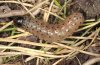 Apamea platinea: Larva (Swabian Alb, Southern Germany) [M]