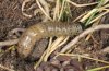 Apamea platinea: Larva (Swabian Alb, Southern Germany) [M]