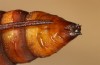 Calophasia platyptera: Pupa (e.l. rearing, Spain, Gran Canaria, Telde, larva in early January 2019) [S]