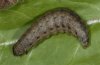 Hada plebeja: Larva in last instar (e.l. eastern Swabian Alb) [S]