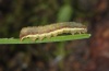 Ochropleura plecta: Half-grown larva [M]