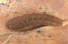 Pechipogo plumigeralis: Larva (e.l. Provence, Luberon, early October 2014) [S]