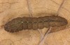 Pechipogo plumigeralis: Larva (e.l. Provence, Luberon, early October 2014) [S]