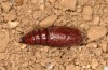 Polymixis polymita: Pupa (e.l. rearing, Greece, Peloponnese, Mount Taygetos, 960m, larvae found in mid-May 2025) [S]