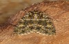 Polymixis polymita: Imago (e.l. rearing, Greece, Peloponnese, Mount Taygetos, 960m, larvae found in mid-May 2025) [S]