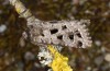 Saragossa porosa: Female (e.l. rearing, Hungary, Kunpeszer, young larva in late July 2020) [S]
