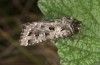 Saragossa porosa: Male (e.l. rearing, Hungary, Kunpeszer, young larva in late July 2020) [S]