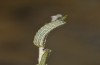 Saragossa porosa: Half-grown larva (e.l. rearing, Hungary, Kunpeszer, young larva in late July 2020) [S]