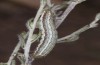 Saragossa porosa: Half-grown larva (e.l. rearing, Hungary, Kunpeszer, young larva in late July 2020) [S]