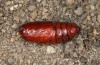 Saragossa porosa: Pupa (e.l. rearing, Hungary, Kunpeszer, young larva in late July 2020) [S]