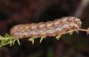 Lycophotia porphyrea: Larva (northern Black Forest, October 2010) [S]
