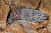 Catocala promissa: Pupa (cocoon removed) [S]