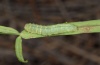 Noctua pronuba: Half-grown larva (La Palma, December 2012) [M]