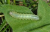 Noctua pronuba: Young larva (eastern Swabian Alb, October 2010) [S]