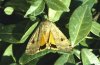 Noctua pronuba: Falter