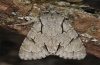 Acronicta psi: Falter (e.l. Memmingen 2011) [S]