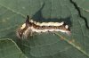 Acronicta psi: Raupe