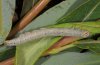 Catocala puerpera: Half-grown larva (May 2011, Pindos) [S]
